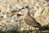 Larus armenicus